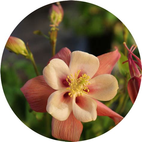 Why is my columbine not blooming?