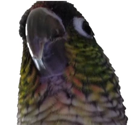 Why is my conure suddenly aggressive?