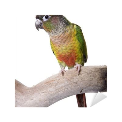 Where do conures like to be petted?