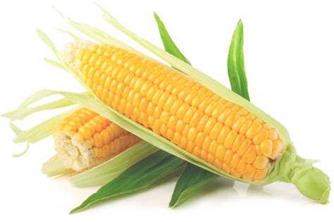 What causes corn to be yellow or purple?