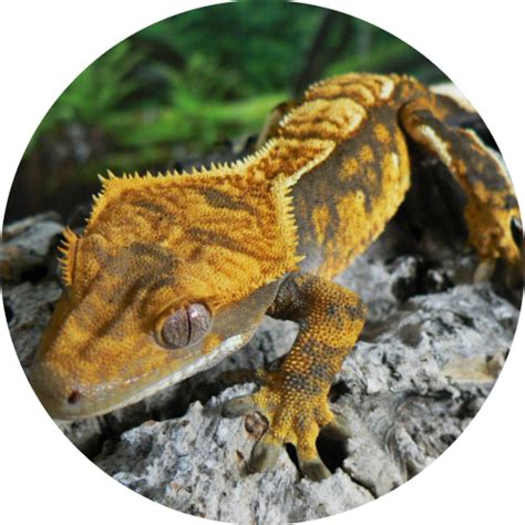 How often do you mist a crested gecko?