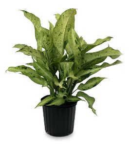 How do you know if dieffenbachia has root rot?