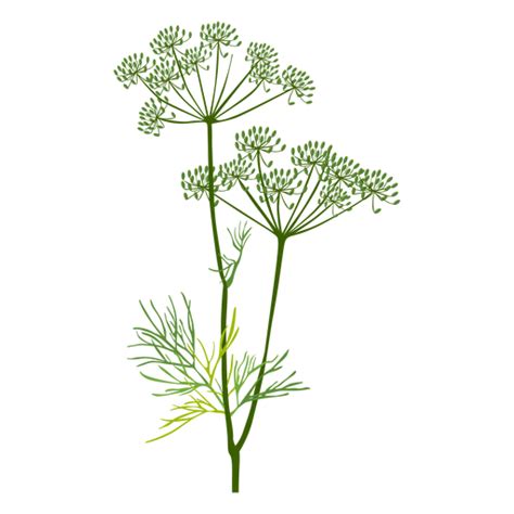 Why is my dill limp?