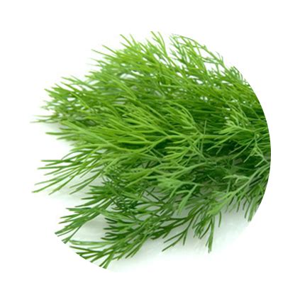 Is dill supposed to droop?