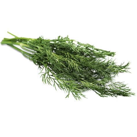 Why is my dill not green?