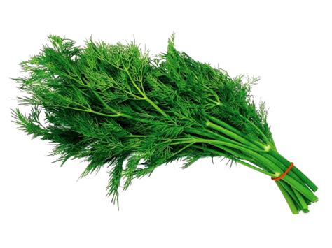 How do you bring dill back to life?