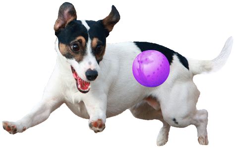 Can I put Neosporin on my dogs balls?