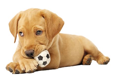 What are the symptoms of STD in male dogs?