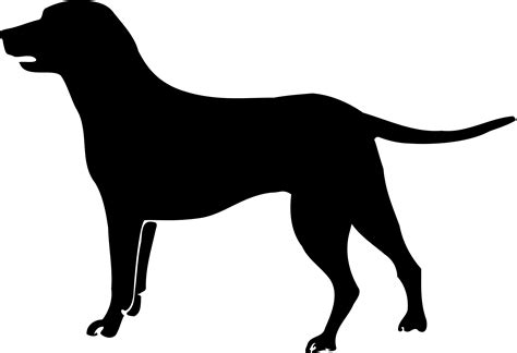 What dog breeds are prone to UTI?