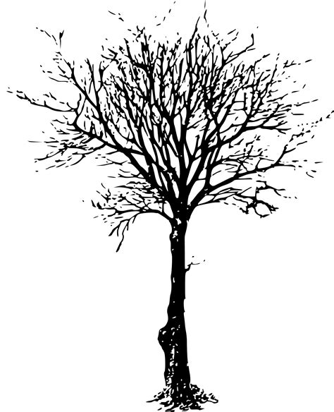 How can I help my stressed dogwood tree?