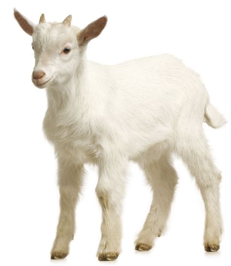 How do you tell if a goat has been bred?