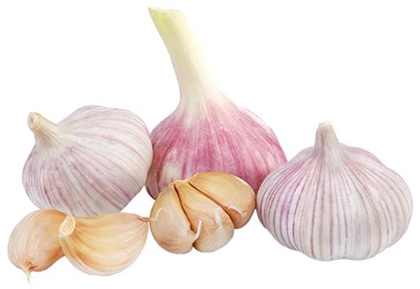 Should garlic be watered everyday?
