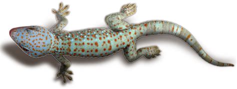 What is toxic to leopard geckos?