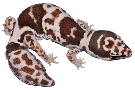 How do I know if my leopard gecko is OK?