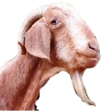 How do you get rid of bottle jaw in goats?