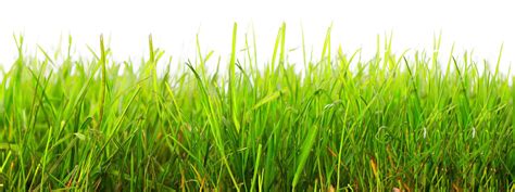 Do you need to seed fescue every year?