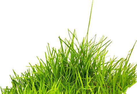 Can lawn fungus be spread by mowing?