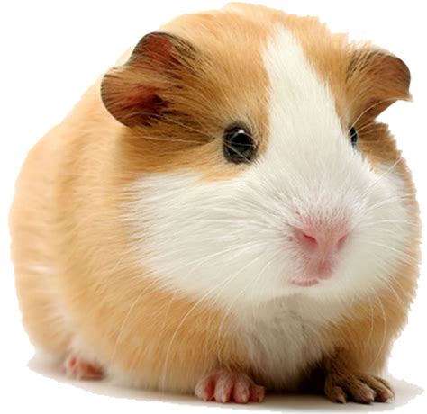 How do you know if a guinea pig's leg is broken?