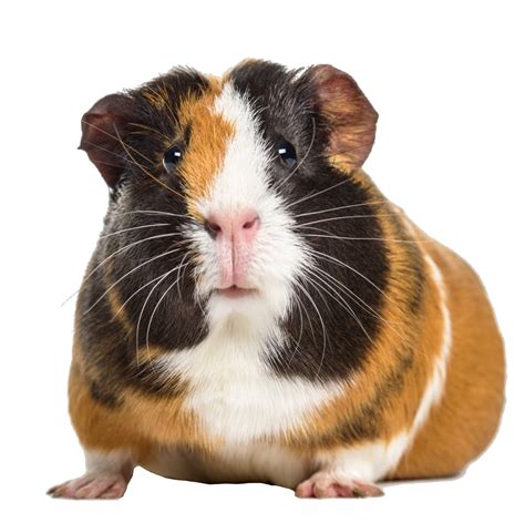 What medicine is good for guinea pigs?