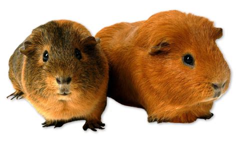 Is it normal for guinea pigs to shiver?