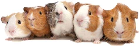 What noises do guinea pigs make when they are sick?