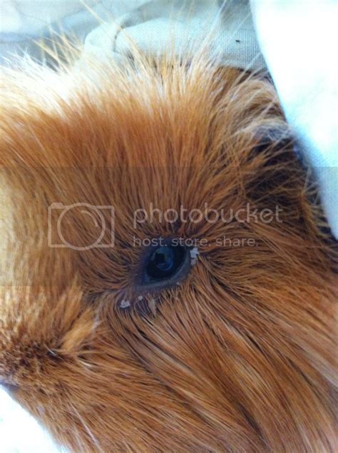 What does a stressed guinea pig sound like?