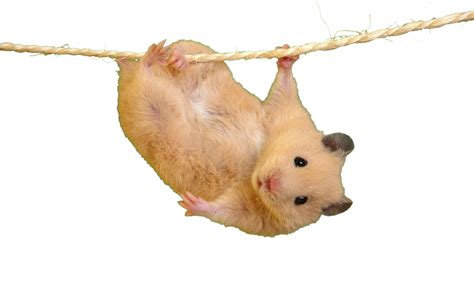 Do hamsters need to be vaccinated?