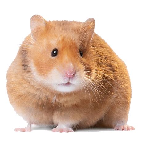 Can a dirty cage make a hamster sick?