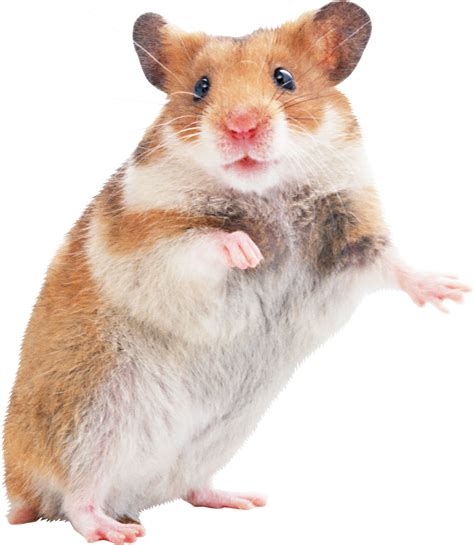 What are 5 common hamster illnesses?