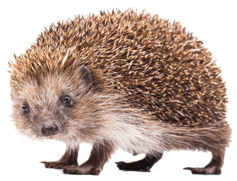 Do hedgehogs need to eat every day?