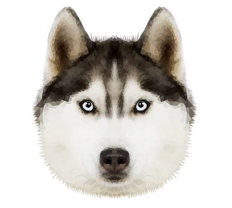 What is the skinny breed of husky?