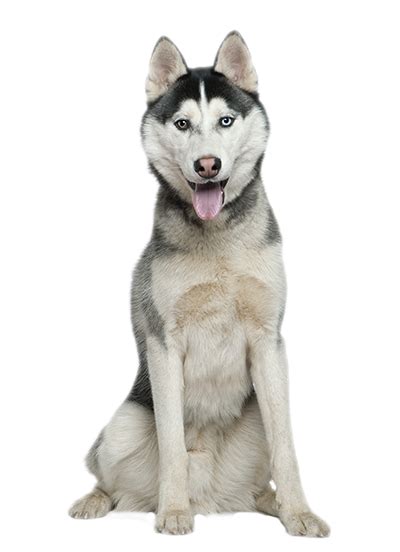 What is a husky's favorite food?