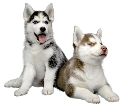 Are Siberian Huskies smaller?