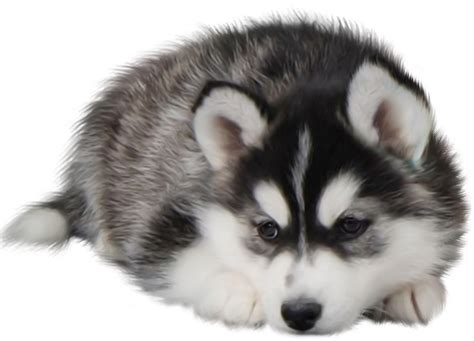 How can I fatten up my Siberian Husky?