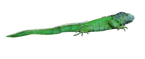 How do I know if my iguana is dehydrated?