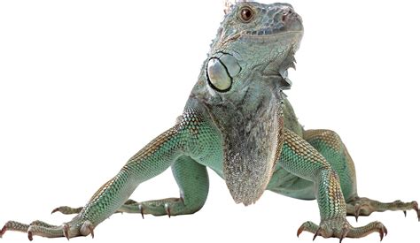 How do you keep an iguana alive?