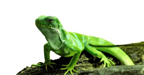 Do iguanas get attached to humans?