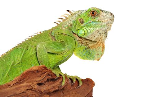 What smells do iguanas hate?