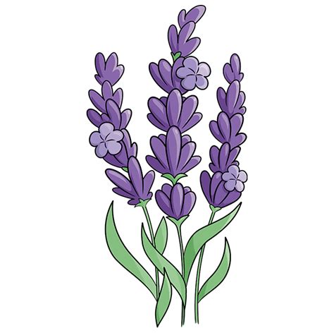 How often should potted lavender be watered?