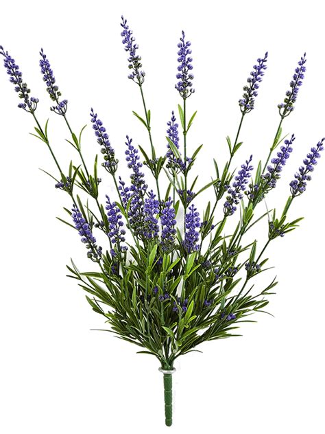 Will wilted lavender come back?