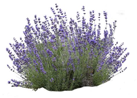 Does lavender like full sun?