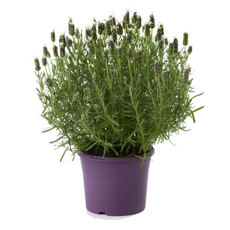 Why is lavender so hard to keep alive?