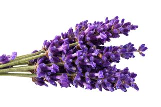 Can you revive overwatered lavender?