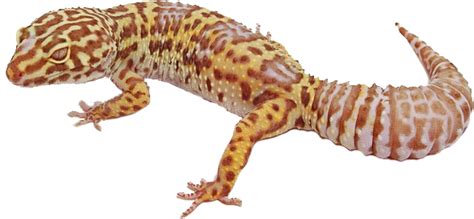 What do geckos hate the most?