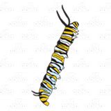 What is the survival rate of a monarch caterpillar?