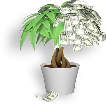 How can you tell if a money tree is overwatered?