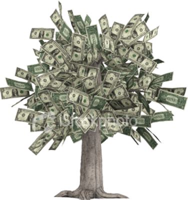 How do I nurse my money tree back to health?