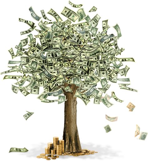 What does an overwatered money tree look like?