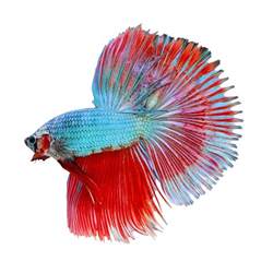 What to do when you first get a betta fish?