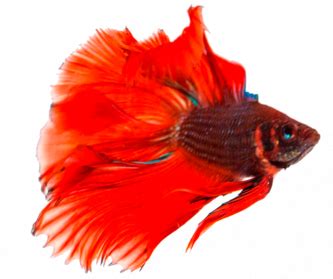 What does a stressed betta fish look like?
